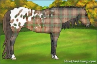 Horse Color:Plaid  Bay Appaloosa 