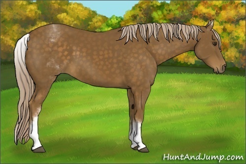 Horse Color: White Spotted Chocolate Palomino 