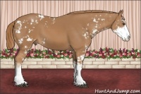 Horse Color:Chestnut Sabino 