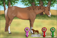 Horse Color:White Spotted Chestnut Splash 