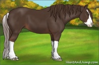 Horse Color:Liver Chestnut Splash 