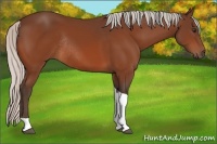 Horse Color:Silver Brown Tobiano Rabicano 