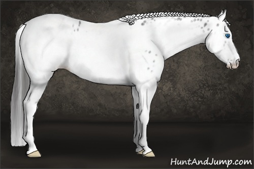Horse Color: White Spotted Blue Roan Splash Frame Leopard 