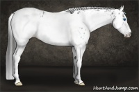 Horse Color:White Spotted Blue Roan Splash Frame Appaloosa 