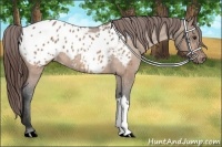 Horse Color:Brown Dun Appaloosa 