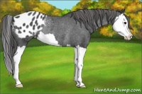 Horse Color:Black Splash Appaloosa Rabicano 
