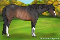 Horse Color:Brown Rabicano 