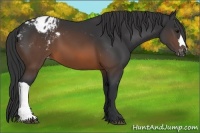 Horse Color:Brown Appaloosa 