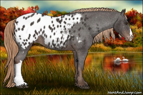 Horse Color: Liver Chestnut Blanket 