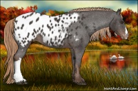 Horse Color:Liver Chestnut Appaloosa 