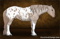Horse Color:Liver Red Dun Tobiano Blanket Rabicano 