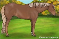 Horse Color:Chestnut 