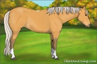 Horse Color:Silver Buckskin Tobiano Rabicano