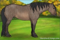 Horse Color:Brown Dun Rabicano  Brindle