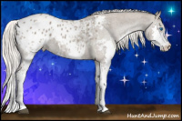 Horse Color:Silver Grullo Roan Splash Appaloosa 