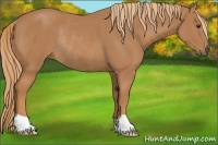 Horse Color:Chestnut Rabicano 