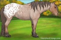 Horse Color:Bay Roan Appaloosa 