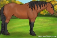 Horse Color:Bay Rabicano