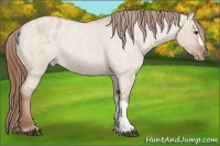 Horse Color:Red Dun Roan Appaloosa 