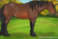 Horse Color:Bay Rabicano
