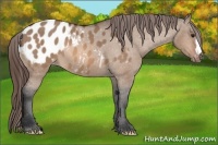 Horse Color:Bay Dun Appaloosa 