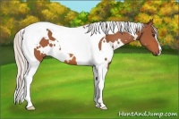 Horse Color:White Spotted Silver Bay Tobiano