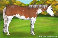 Horse Color:Silver Bay Sabino Splash 