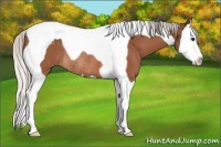 Horse Color:Silver Bay Splash Tobiano Rabicano 