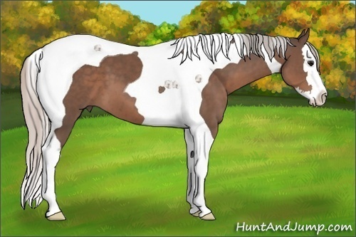 Horse Color: Silver Black Splash Tobiano 