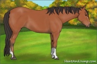 Horse Color:Bay 