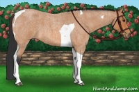 Horse Color:Bay Roan Tobiano