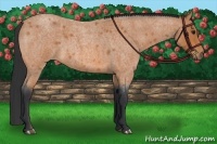Horse Color:Bay Roan 