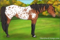 Horse Color:Bay Appaloosa 