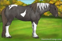 Horse Color:Smoky Black Tobiano Varnish 