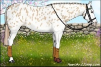 Horse Color:Red Dun Splash Near Leopard Rabicano 