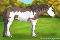 Horse Color:Bay Splash Frame Appaloosa 