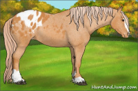Horse Color:Chocolate Palomino Sabino Blanket Rabicano 