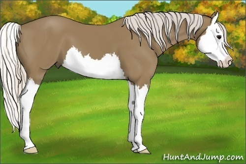 Horse Color:Silver Smoky Black Splash