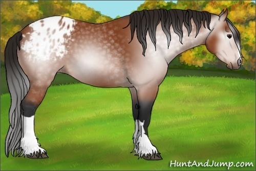 Horse Color:Gray Bay Appaloosa 