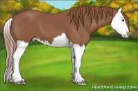 Horse Color:Chestnut Splash 