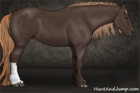 Horse Color:Liver Chestnut 