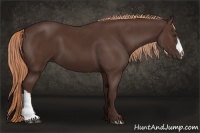 Horse Color:Liver Chestnut 