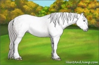Horse Color:Gray Bay Appaloosa 