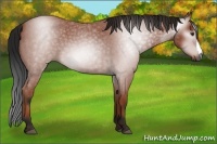 Horse Color:Gray Bay Roan 