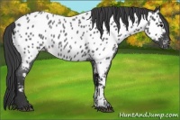 Horse Color:Blue Roan Near Leopard 