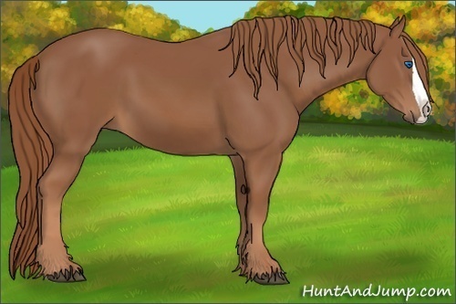 Horse Color: Chestnut Splash 