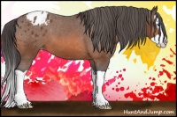 Horse Color:Bay Splash Appaloosa 