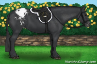 Horse Color:Black Blanket Rabicano 