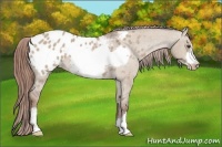 Horse Color:Liver Red Dun Roan Frame Appaloosa 