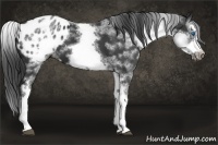Horse Color:White Spotted Black Splash Frame Appaloosa 